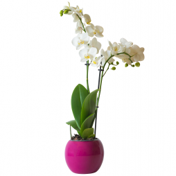 Çift Dallı Beyaz Orkide – Bodrum Aynı Gün Teslim