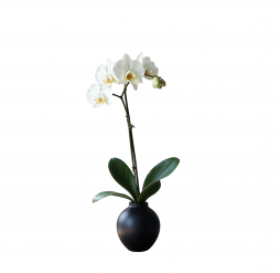 Tek Dallı Beyaz Orkide – Bodrum Aynı Gün Teslim