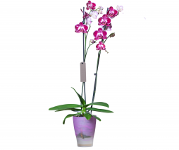 Çift Dallı Fuşya Orkide – Bodrum Aynı Gün Teslim