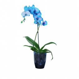 Tek Dallı Mavi Orkide – Bodrum Aynı Gün Teslim
