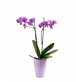 Çift Dallı Mor Orkide – Bodrum Aynı Gün Teslim