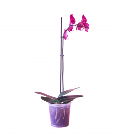 Tek Dallı Mor Orkide – Bodrum Aynı Gün Teslim