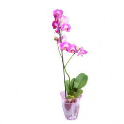 Tek Dallı Pembe Orkide – Bodrum Aynı Gün Teslim