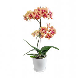 Çift Dallı Sarı Kırmızı Benekli Orkide – Bodrum Aynı Gün Teslim