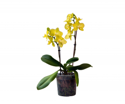 Çift Dallı Sarı Orkide – Bodrum Aynı Gün Teslim