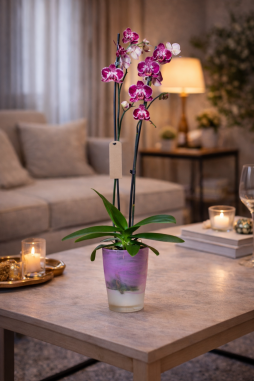 Çift Dallı Fuşya Orkide – Bodrum Aynı Gün Teslim