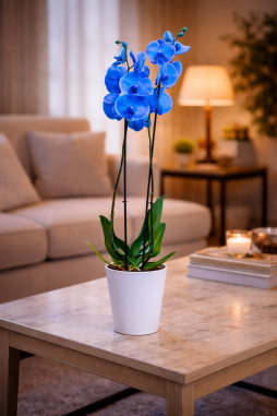 Çift Dallı Mavi Orkide – Bodrum Aynı Gün Teslim